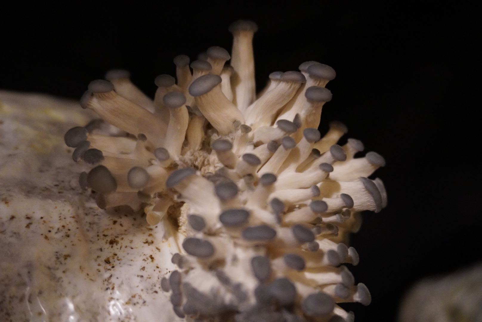 Growing blue oysters